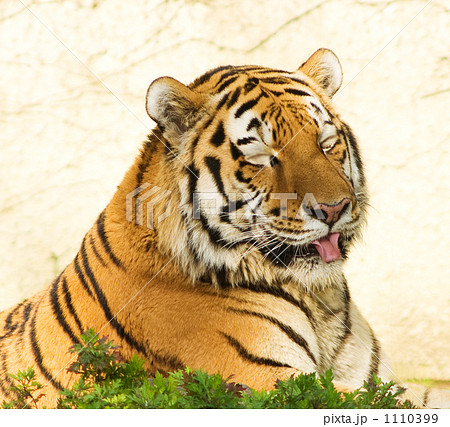 トラ トラ 1110399