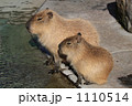 カピパラ親子 1110514