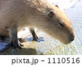 カピパラさん 1110516