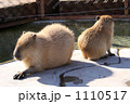 カピパラ親子 1110517