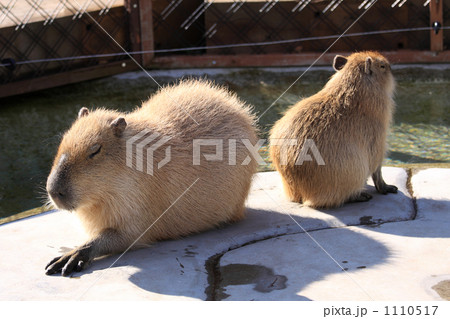 カピパラ親子 1110517