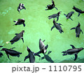 ペンギン泳ぐ！！ 1110795