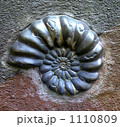 アンモナイト。 1110809