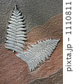 シダの化石。 1110811
