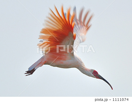 朱鷺の飛び立ち 1111074