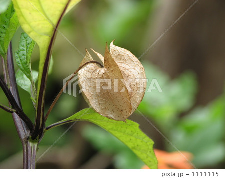 オオセンナリ(センナリホオズキ)の実 オオセンナリ(センナリホオズキ)の実 1111115