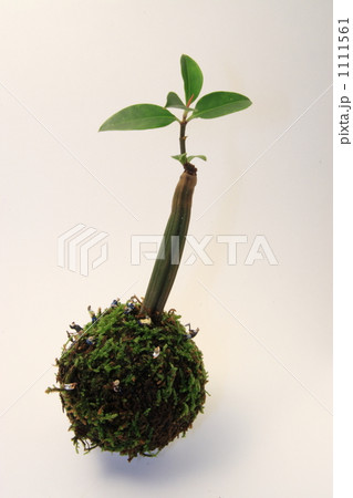 みどりを守る人 みどりを守る人 1111561