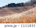 砥峰高原のススキ1 砥峰高原のススキ1 1111835