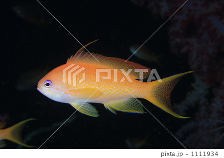 キンギョハナダイ キンギョハナダイ 1111934