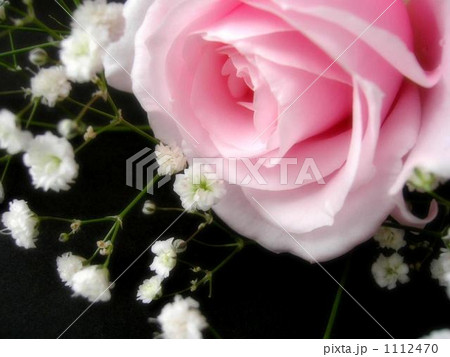 薔薇 1112470