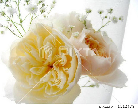 薔薇 薔薇 1112478