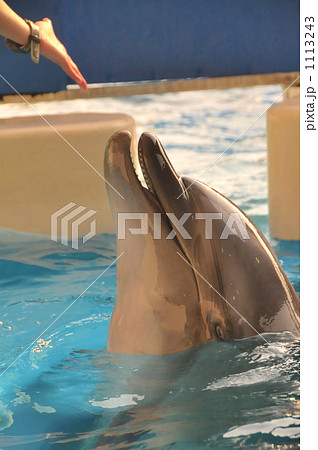 イルカショー 1113243