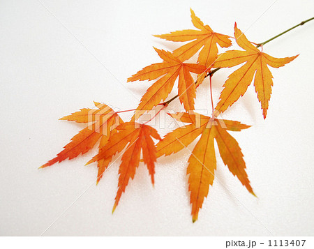 紅葉の枝の写真素材