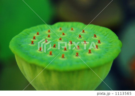 蓮の花托 1113565