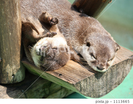 川獺の昼寝 1113665