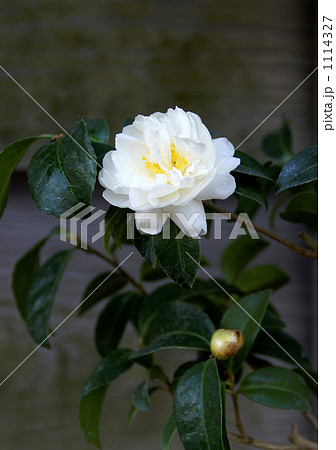 カンツバキ 1114327