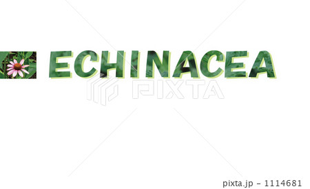 エキナセア 1114681