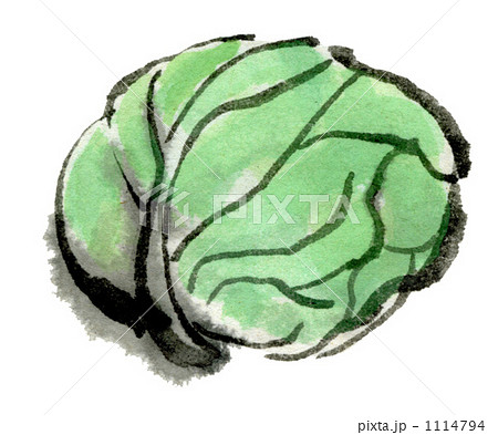 墨絵のキャベツのイラスト素材