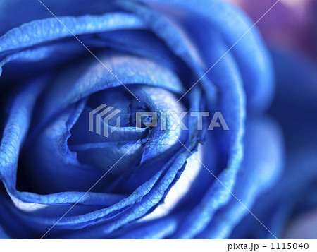 一輪の青いバラの写真素材