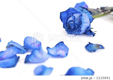 青いバラと花びらの写真素材