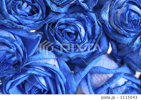 青いバラの写真素材 1115043 Pixta