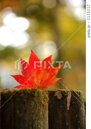 紅葉 1115217