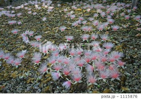 地面に落ちたサガリバナの花 地面に落ちたサガリバナの花 1115876