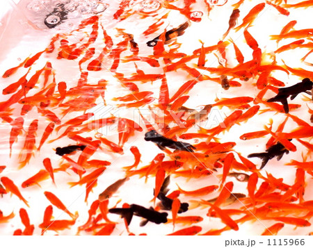 露店の金魚すくい 1115966