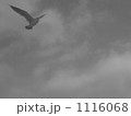 自由を求めて大空を飛ぶ一羽のカモメ 1116068