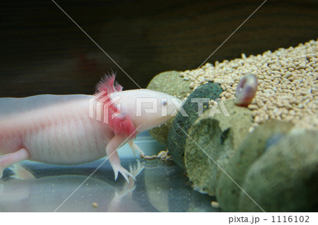 ウパゾウ ウパゾウ 1116102