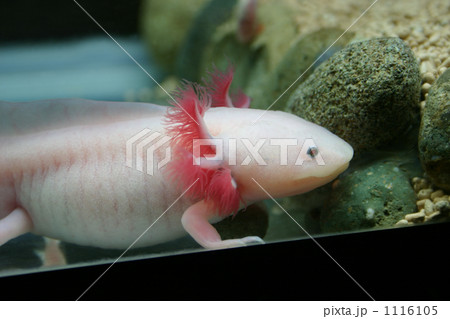 ウパゾウ 1116105