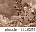 雨上がりに 1116255