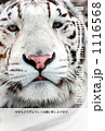ホワイトタイガー 1116568