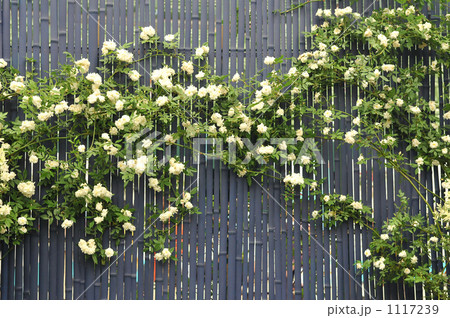 竹製のフェンス 竹製のフェンス 1117239