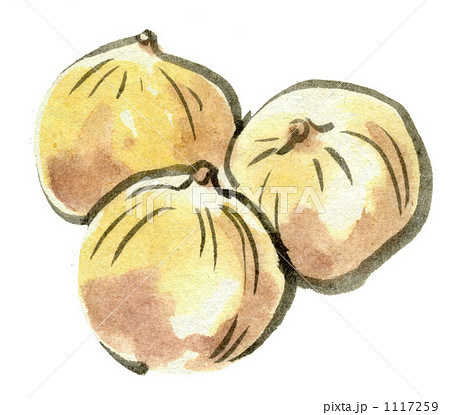 墨絵のタマネギ 1117259