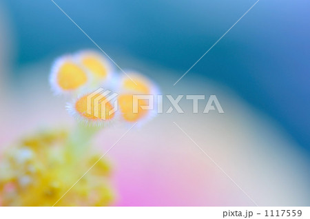 しべ しべ 1117559