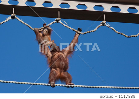 旭山動物園 1117839