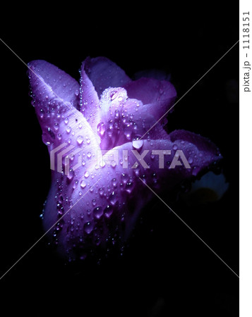 夜のチューリップ 1118151