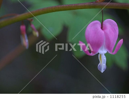 ピンクのハート型の花　ケマン草　 1118255