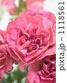 カーネーション 1118561
