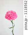 カーネーション１ 1118562