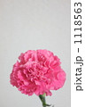 カーネーション２ 1118563