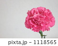 カーネーション３ 1118565