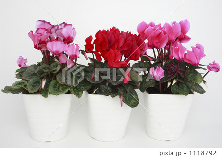 シクラメン 1118792
