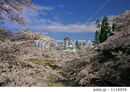 春の鶴ヶ城 1118956