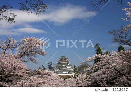 春の鶴ヶ城 1118957