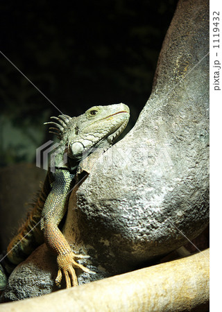 グリーンイグアナ 1119432