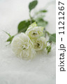 白いレースの上のバラの花 1121267