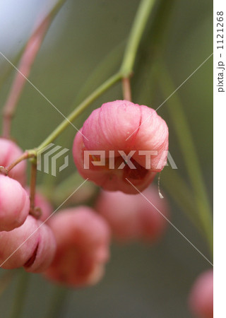 マユミの果実 マユミの果実 1121268