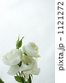 白バラの花 1121272